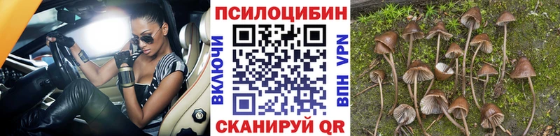 Псилоцибиновые грибы Cubensis  Гаврилов Посад 